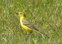 Yellow Wagtail Motacilla flava