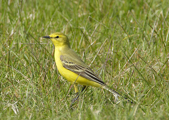 Yellow Wagtail Motacilla flava