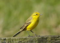 Yellow Wagtail Motacilla flava
