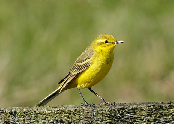 Yellow Wagtail Motacilla flava