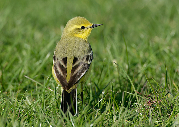 Yellow Wagtail Motacilla flava