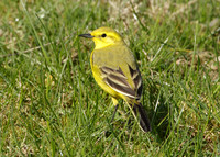 Yellow Wagtail Motacilla flava