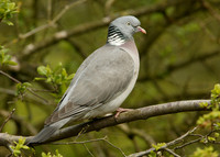 Wood Pigeon Columba palumbus