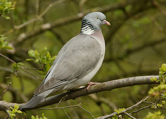 Wood Pigeon Columba palumbus