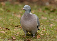 Wood Pigeon Columba palumbus