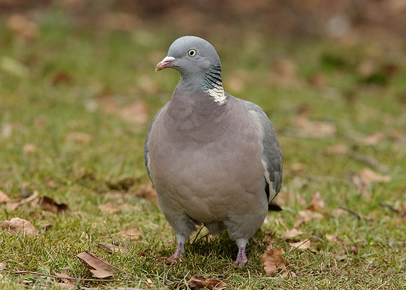 Wood Pigeon Columba palumbus