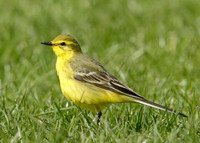 Yellow Wagtail Motacilla flava