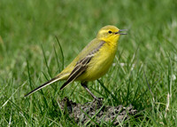Yellow Wagtail Motacilla flava