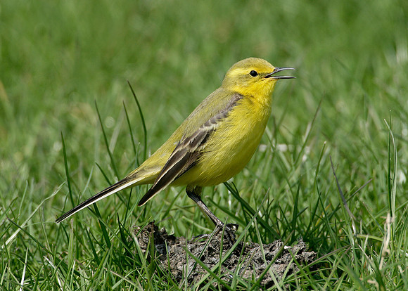 Yellow Wagtail Motacilla flava