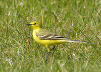 Yellow Wagtail Motacilla flava