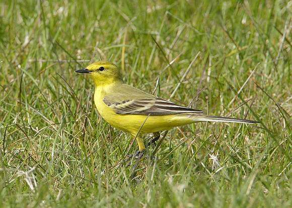 Yellow Wagtail Motacilla flava