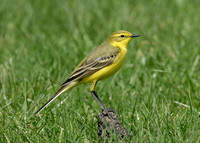 Yellow Wagtail Motacilla flava