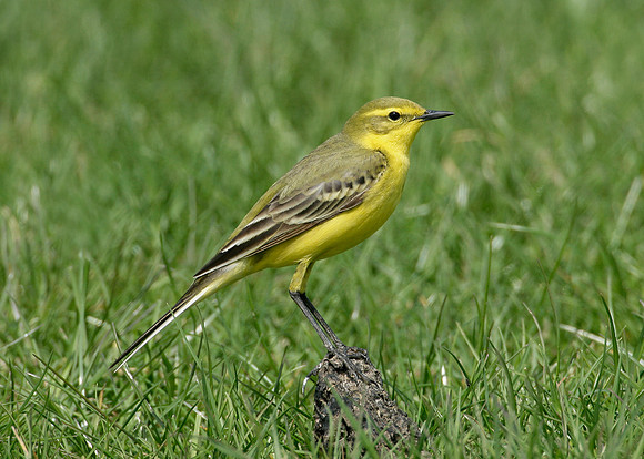 Yellow Wagtail Motacilla flava