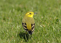 Yellow Wagtail Motacilla flava