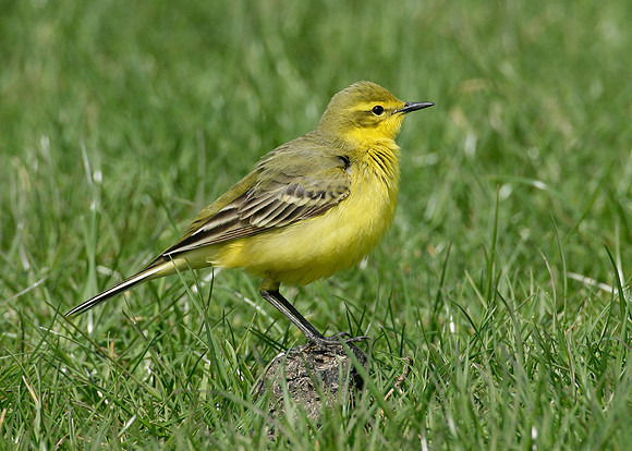 Yellow Wagtail Motacilla flava