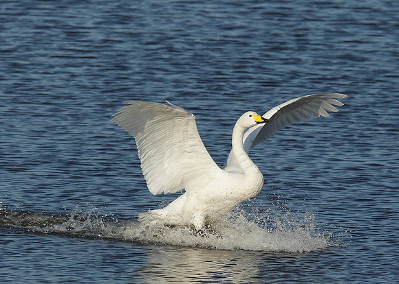 Whooper Swan Cygnus cygnus