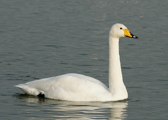 Whooper Swan Cygnus cygnus