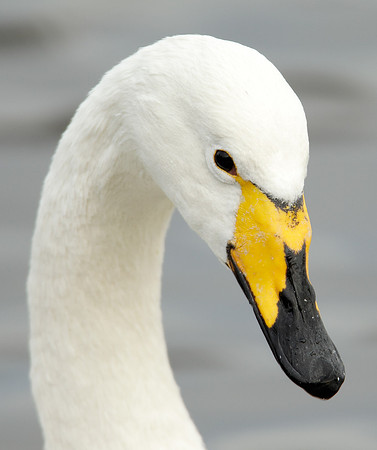 Whooper Swan Cygnus cygnus