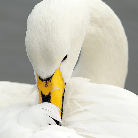 Whooper Swan Cygnus cygnus
