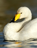 Whooper Swan Cygnus cygnus