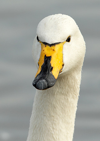 Whooper Swan Cygnus cygnus