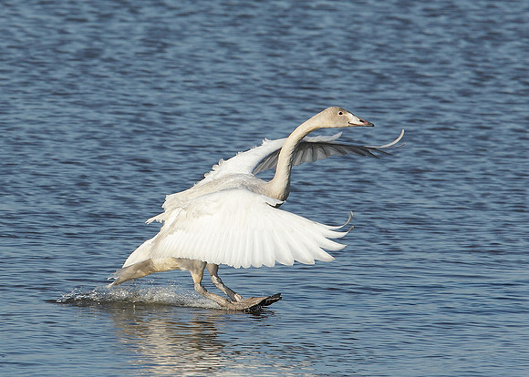 Whooper Swan Cygnus cygnus
