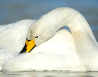 Whooper Swan Cygnus cygnus