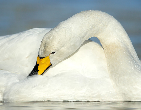 Whooper Swan Cygnus cygnus