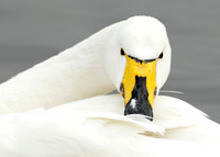 Whooper Swan Cygnus cygnus