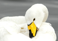 Whooper Swan Cygnus cygnus