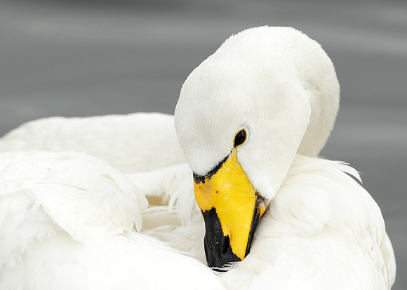 Whooper Swan Cygnus cygnus