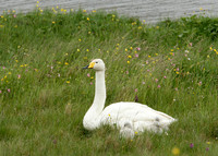 Whooper Swan Cygnus cygnus