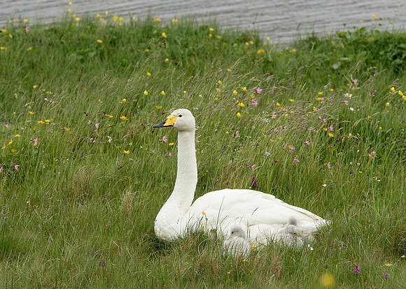 Whooper Swan Cygnus cygnus