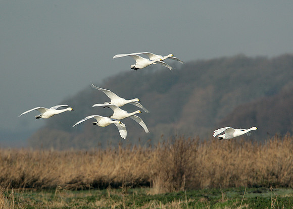Whooper Swan Cygnus cygnus