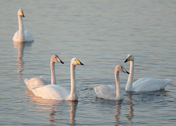 Whooper Swan Cygnus cygnus
