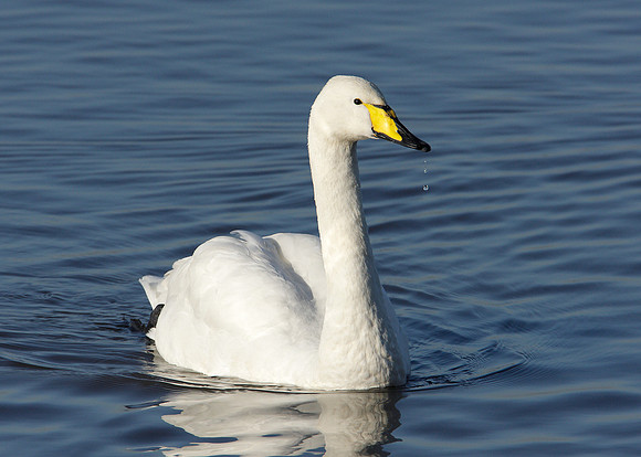 Whooper Swan Cygnus cygnus