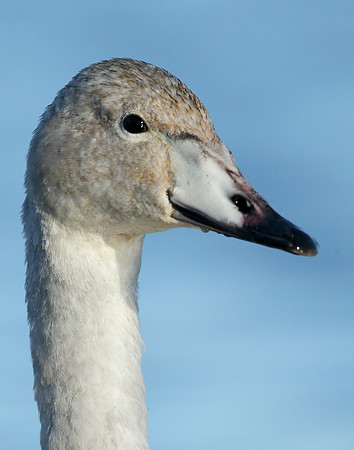 Whooper Swan Cygnus cygnus