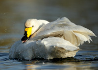Whooper Swan Cygnus cygnus