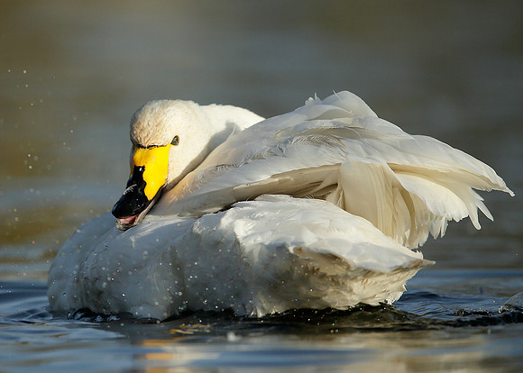 Whooper Swan Cygnus cygnus