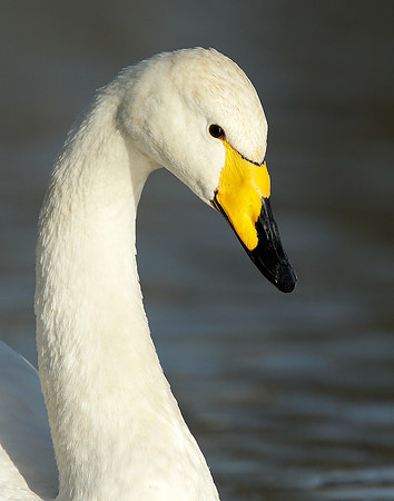 Whooper Swan Cygnus cygnus