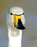 Whooper Swan Cygnus cygnus