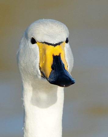 Whooper Swan Cygnus cygnus