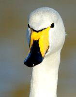 Whooper Swan Cygnus cygnus