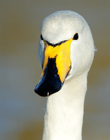 Whooper Swan Cygnus cygnus