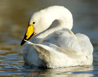 Whooper Swan Cygnus cygnus