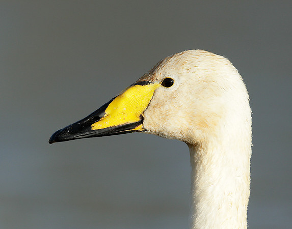 Whooper Swan Cygnus cygnus