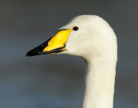 Whooper Swan Cygnus cygnus