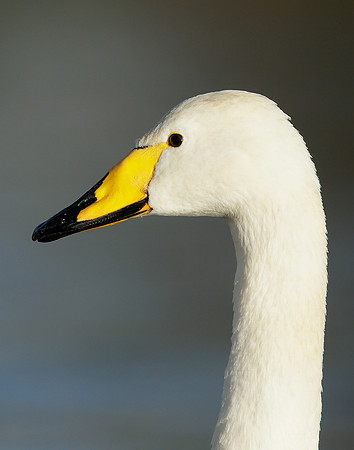 Whooper Swan Cygnus cygnus