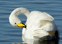 Whooper Swan Cygnus cygnus