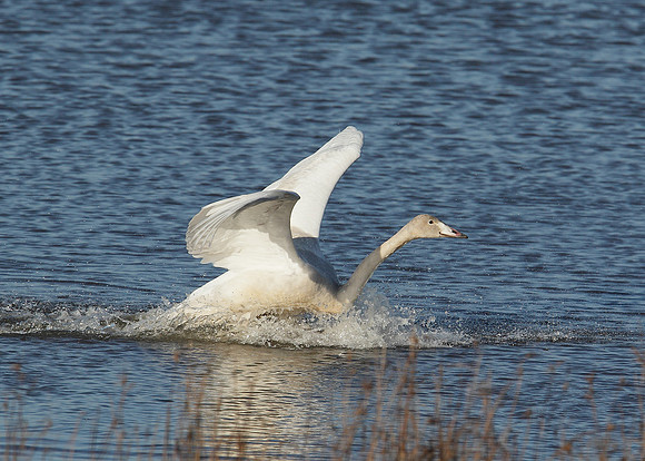 Whooper Swan Cygnus cygnus